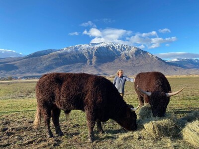 FARMA PODHUM, centar izvrsnosti organskog uzgoja goveda pasmine salers