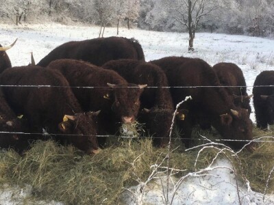 FARMA PODHUM, centar izvrsnosti organskog uzgoja goveda pasmine salers