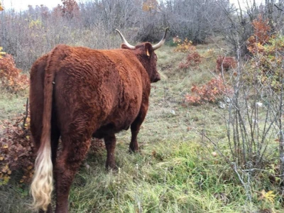 FARMA PODHUM, centar izvrsnosti organskog uzgoja goveda pasmine salers