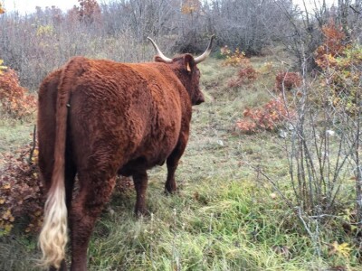 FARMA PODHUM, centar izvrsnosti organskog uzgoja goveda pasmine salers