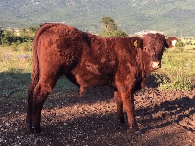 FARMA PODHUM, centar izvrsnosti organskog uzgoja goveda pasmine salers