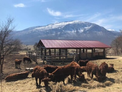 FARMA PODHUM, centar izvrsnosti organskog uzgoja goveda pasmine salers