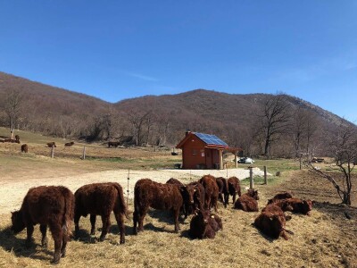 FARMA PODHUM, centar izvrsnosti organskog uzgoja goveda pasmine salers