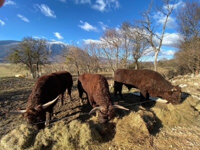 FARMA PODHUM, centar izvrsnosti organskog uzgoja goveda pasmine salers