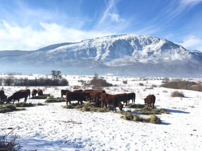 FARMA PODHUM, centar izvrsnosti organskog uzgoja goveda pasmine salers