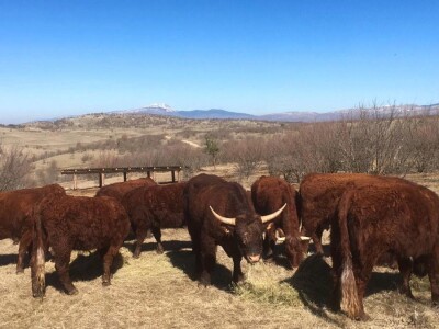 FARMA PODHUM, centar izvrsnosti organskog uzgoja goveda pasmine salers