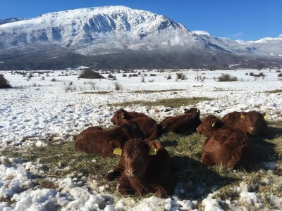 FARMA PODHUM, centar izvrsnosti organskog uzgoja goveda pasmine salers