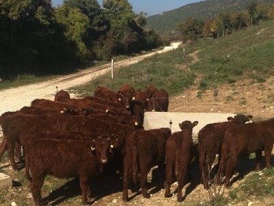 FARMA PODHUM, centar izvrsnosti organskog uzgoja goveda pasmine salers