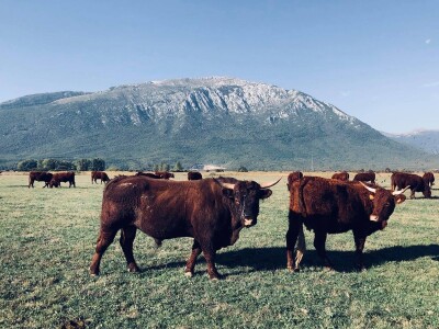 FARMA PODHUM, centar izvrsnosti organskog uzgoja goveda pasmine salers