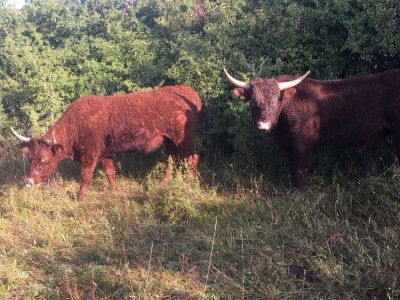FARMA PODHUM, centar izvrsnosti organskog uzgoja goveda pasmine salers