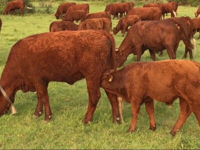 FARMA PODHUM, centar izvrsnosti organskog uzgoja goveda pasmine salers