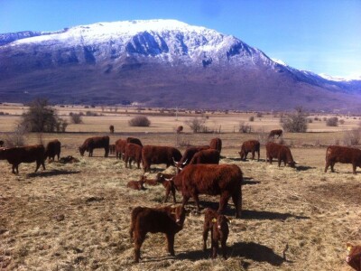 FARMA PODHUM, centar izvrsnosti organskog uzgoja goveda pasmine salers