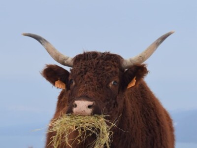 FARMA PODHUM, centar izvrsnosti organskog uzgoja goveda pasmine salers