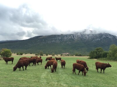 FARMA PODHUM, centar izvrsnosti organskog uzgoja goveda pasmine salers