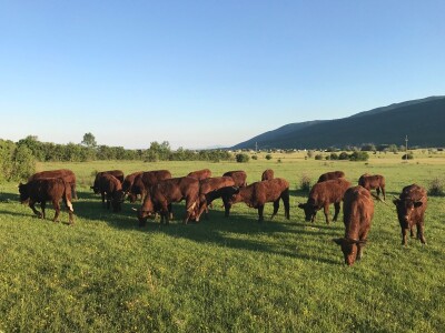 FARMA PODHUM, centar izvrsnosti organskog uzgoja goveda pasmine salers
