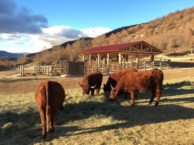 FARMA PODHUM, centar izvrsnosti organskog uzgoja goveda pasmine salers