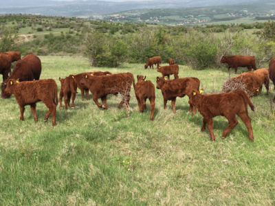FARMA PODHUM, centar izvrsnosti organskog uzgoja goveda pasmine salers