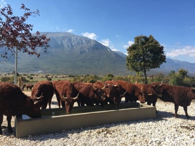 FARMA PODHUM, centar izvrsnosti organskog uzgoja goveda pasmine salers