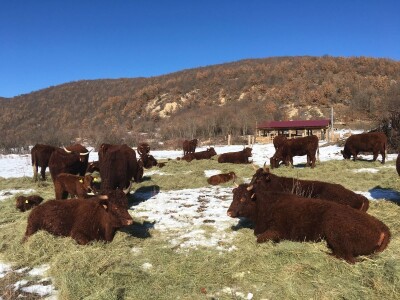 FARMA PODHUM, centar izvrsnosti organskog uzgoja goveda pasmine salers