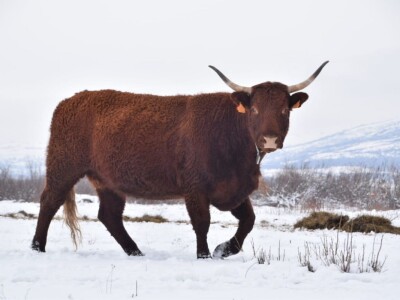 FARMA PODHUM, centar izvrsnosti organskog uzgoja goveda pasmine salers