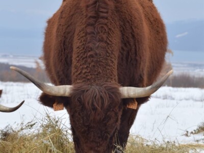 FARMA PODHUM, centar izvrsnosti organskog uzgoja goveda pasmine salers