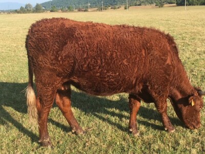 FARMA PODHUM, centar izvrsnosti organskog uzgoja goveda pasmine salers