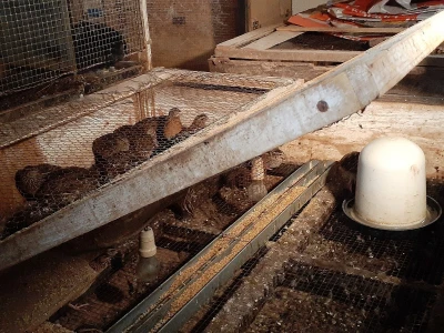 Farma prepelica