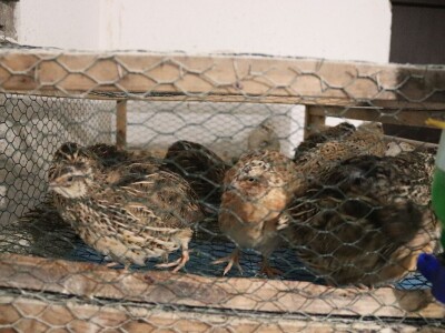 Farma prepelica Šijan Farma prepelica Šijan