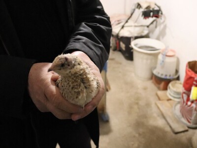 Farma prepelica Šijan Farma prepelica Šijan