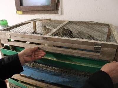 Farma prepelica Šijan Farma prepelica Šijan