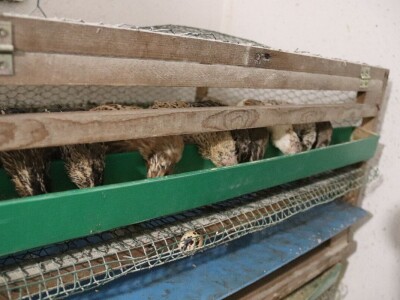 Farma prepelica Šijan Farma prepelica Šijan