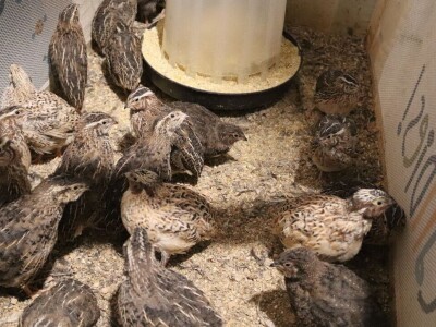 Farma prepelica Šijan Farma prepelica Šijan