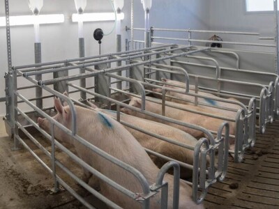 Farma rasplodnih krmača i tovnih svinja OPG Čolakovac-Mijić