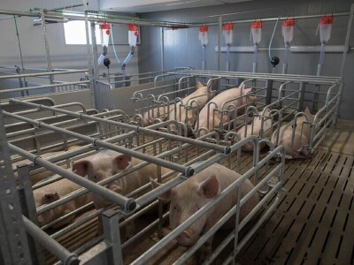 Farma rasplodnih krmača i tovnih svinja OPG Čolakovac-Mijić