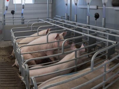 Farma rasplodnih krmača i tovnih svinja OPG Čolakovac-Mijić