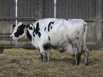 Farma Salaš u Marijancima