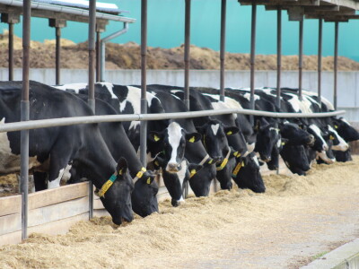 Farma Salaš u Marijancima