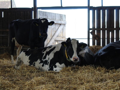 Farma Salaš u Marijancima