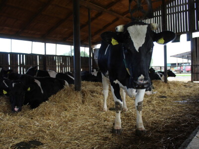 Farma Salaš u Marijancima