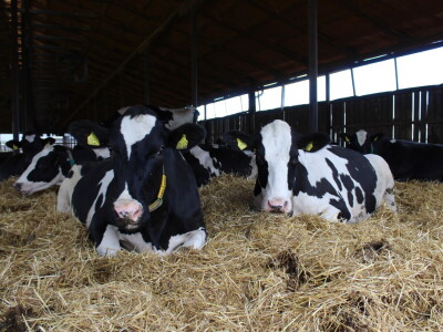 Farma Salaš u Marijancima