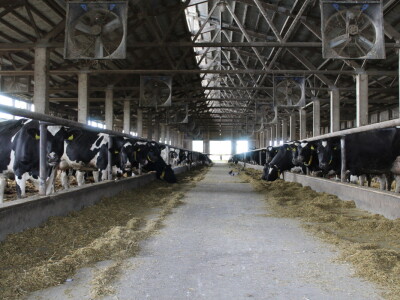 Farma Salaš u Marijancima