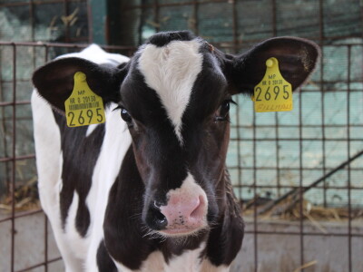 Farma Salaš u Marijancima