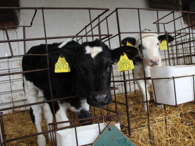 Farma Salaš u Marijancima