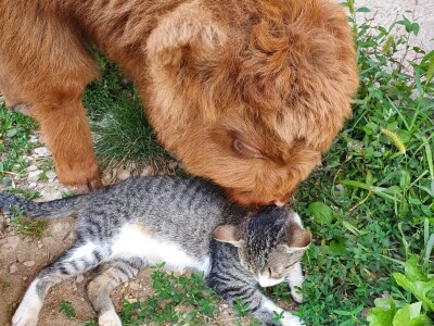 Farma škotskih goveda kod Jajca