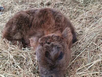 Farma škotskih goveda kod Jajca