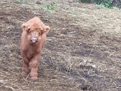 Farma škotskih goveda kod Jajca