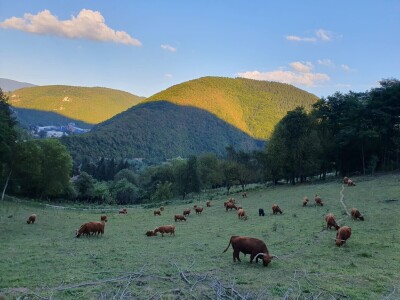 Farma škotskih goveda kod Jajca
