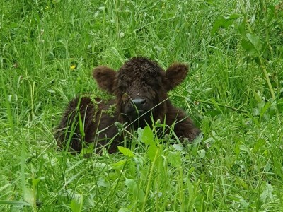 Farma škotskih goveda kod Jajca