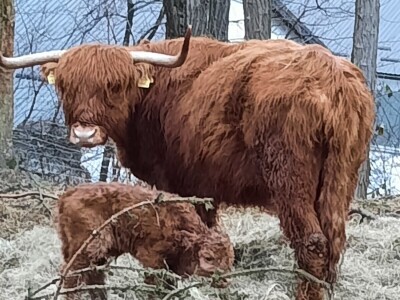 Farma škotskih goveda kod Jajca