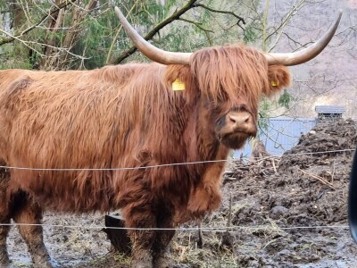 Farma škotskih goveda kod Jajca